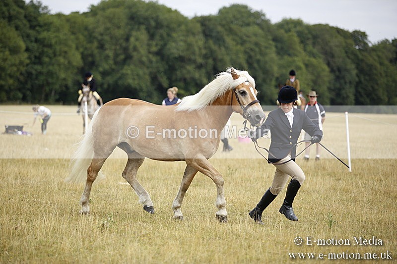 _C7A9430 - BVRC Sow 2018 Ring 2