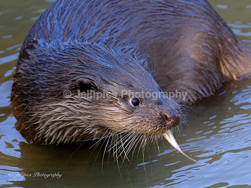  - Wildlife and Nature