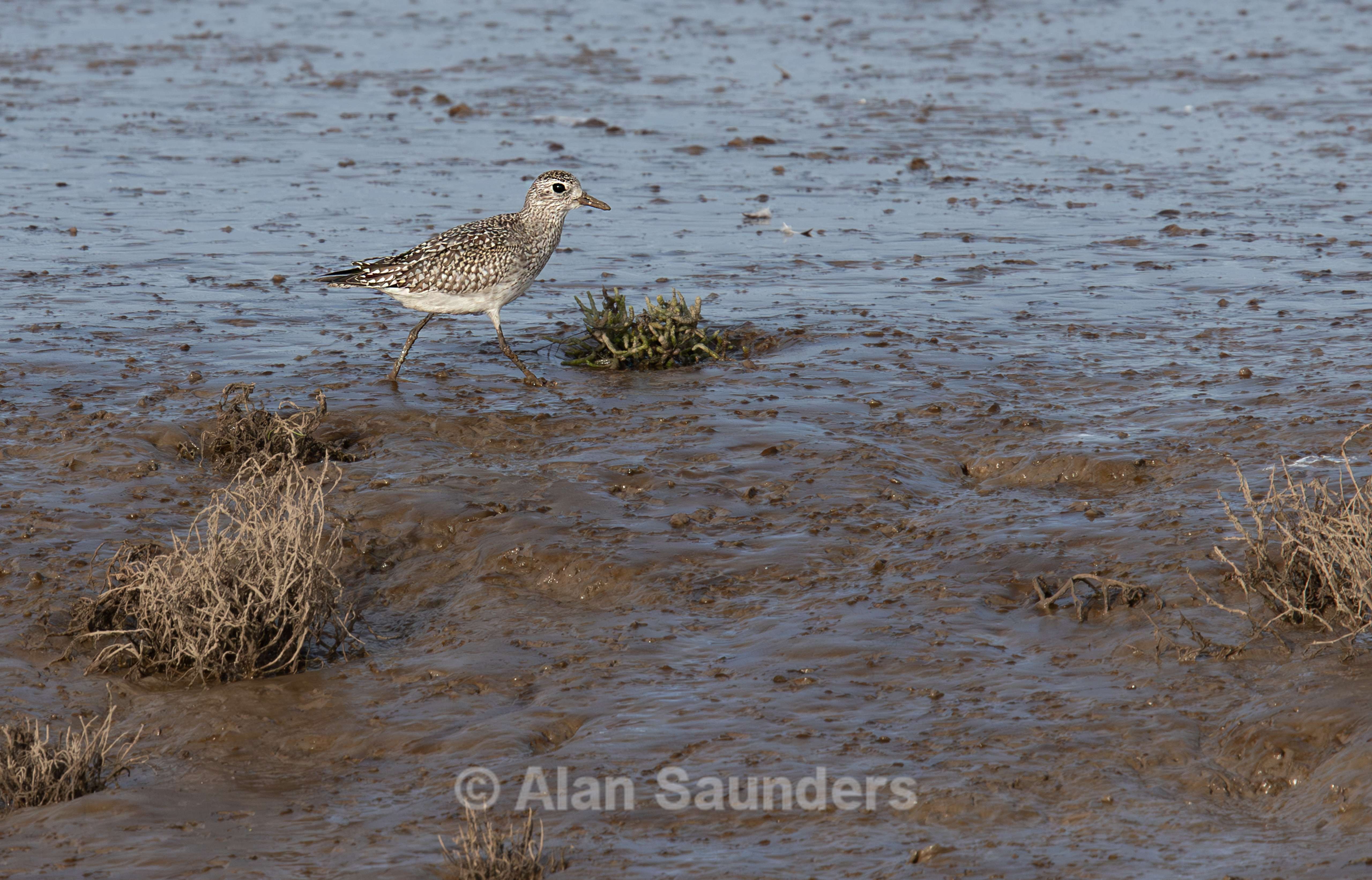 Black-Bellied Plover 1