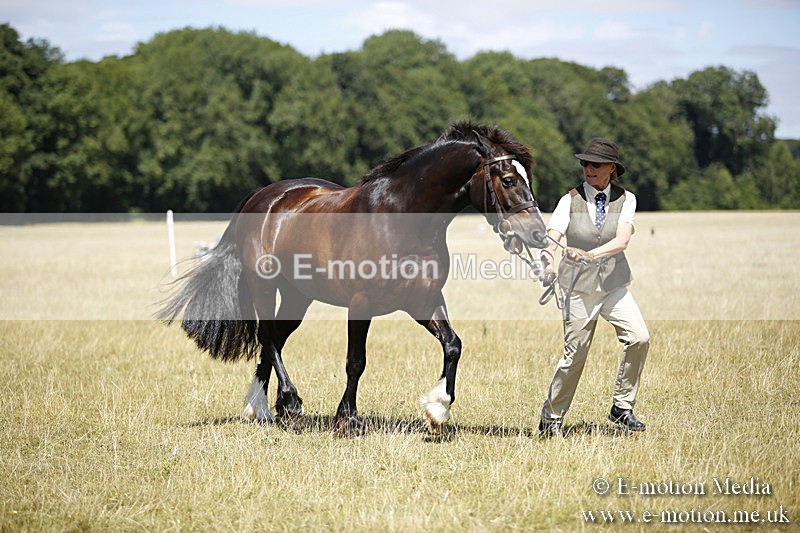 _C7A0073 - BVRC Sow 2018 Ring 2