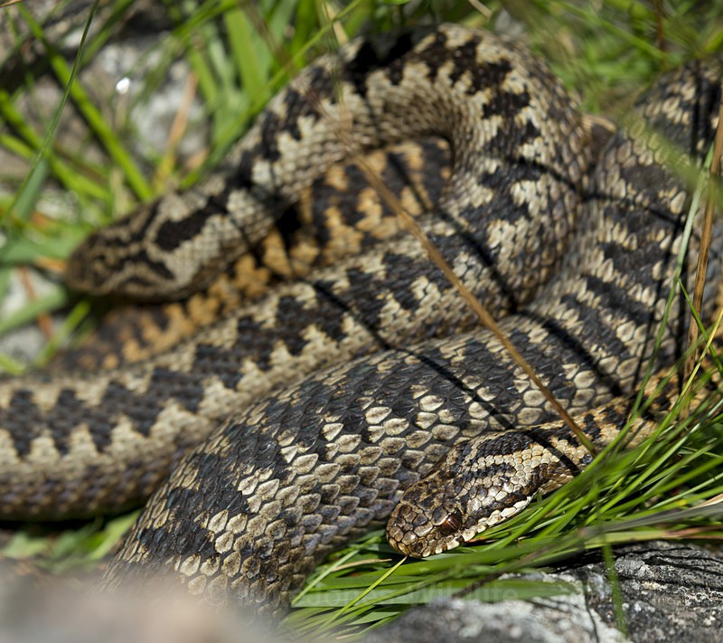 2 Adders, Isle of Mull, Scotland July 2015 - ADDERS