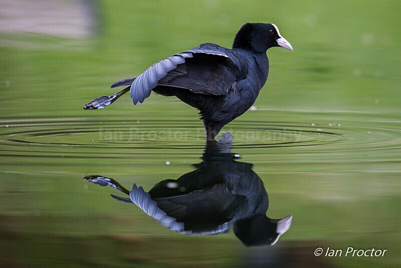 Park Life - Coot stretching - Nature
