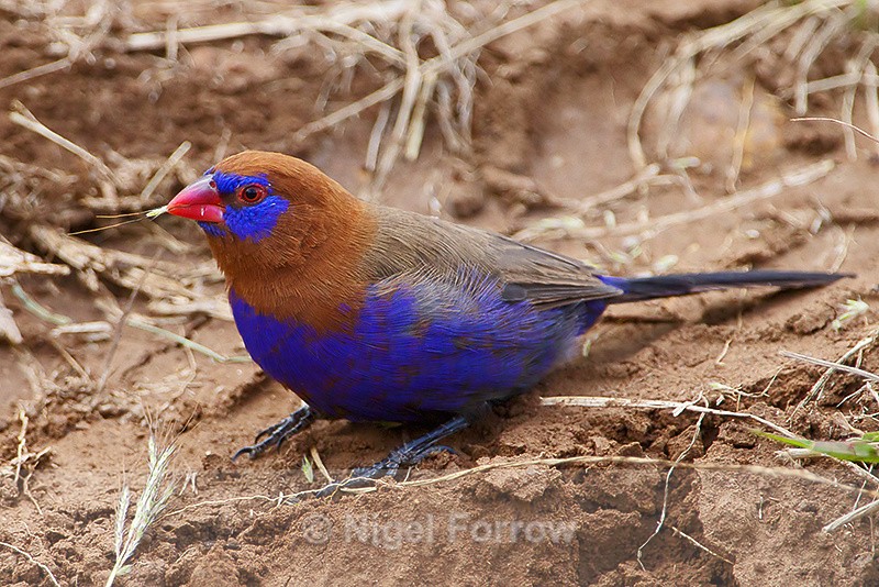 Purple Grenadier (male) - Purple Grenadier