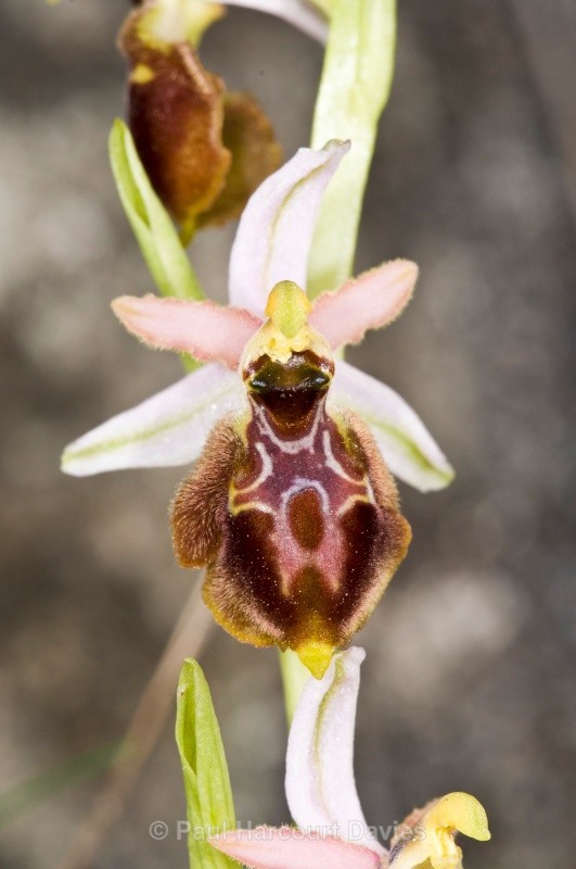 Tyrhennian Ophrys (Ophrys tyrrhena) - Orchids - Ophrys