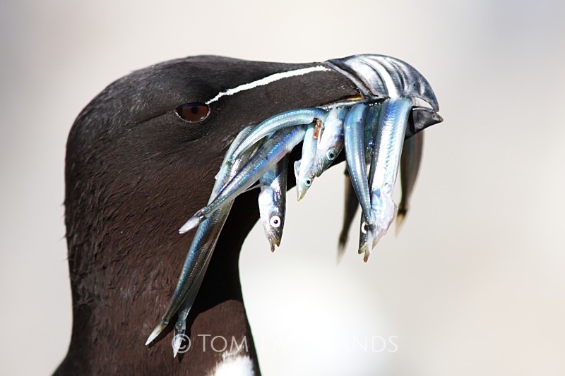 Razorbill - All Other Birds