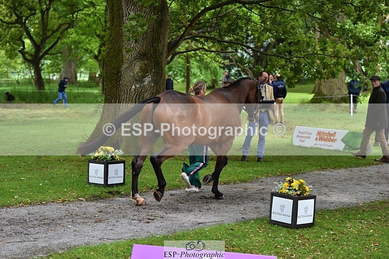 240522-163702-01048 - 214-DSH_GOLDEN_EYE-Lucinda_Mesquita