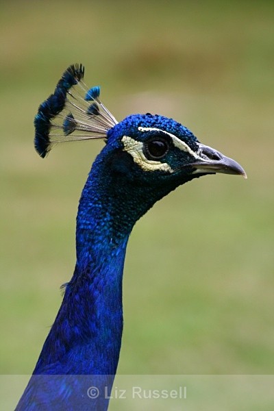  - Wildlife