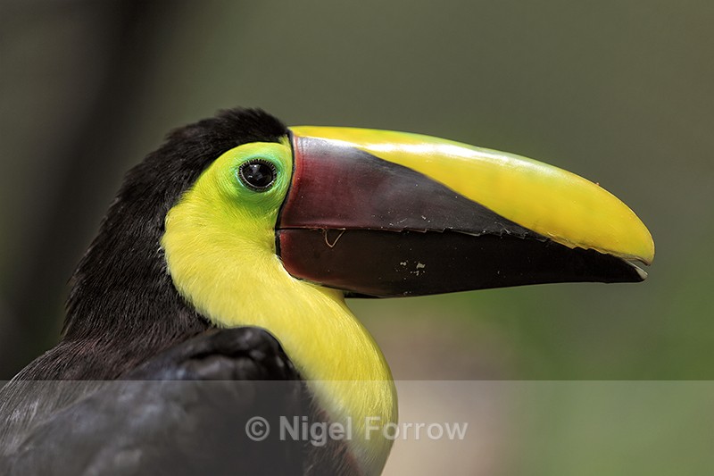 Yellow-throated Toucan close-up, La Paz, Costa Rica - Yellow-throated Toucan