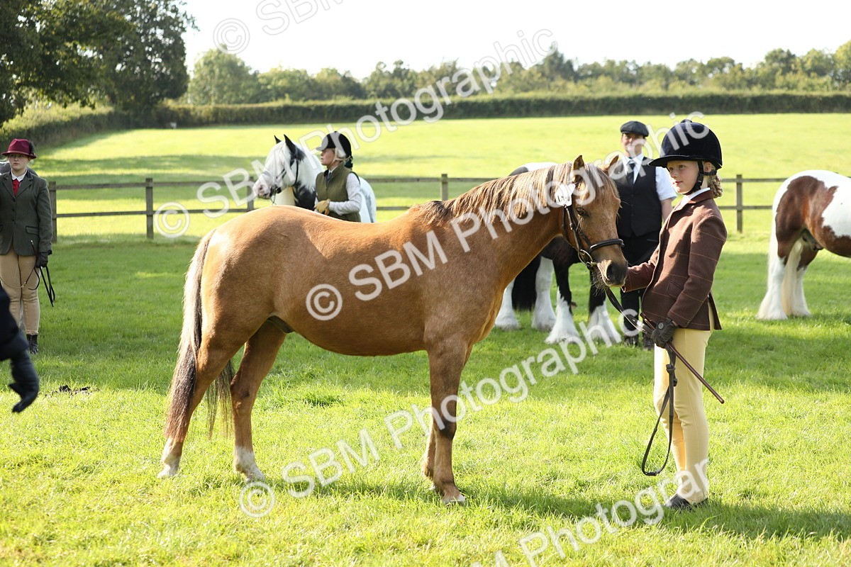 SBM_60948 - S43 - Coloured Pony In Hand