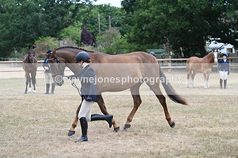 WJ7_0082 - Class 5a Most Handsome Gelding (above 14.2hh)