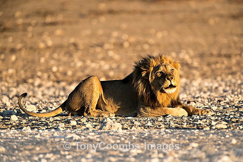 Lion  (m) - Etosha National Park ~ Mammals