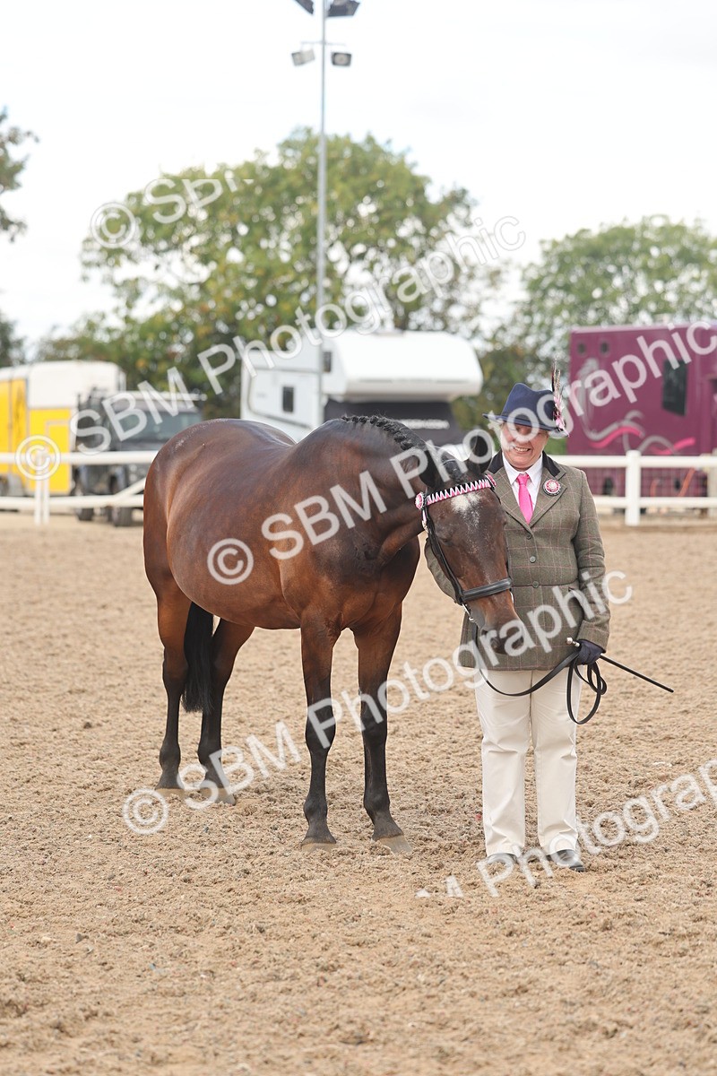 SBM_04326 - Class 17 - Prettiest Mare (IH or Ridden)
