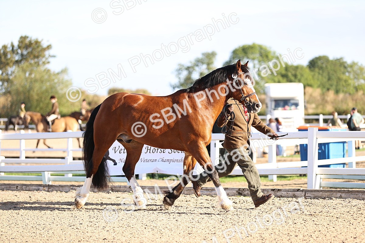 SBM_08327 - Class 401 - IH Veteran Horse