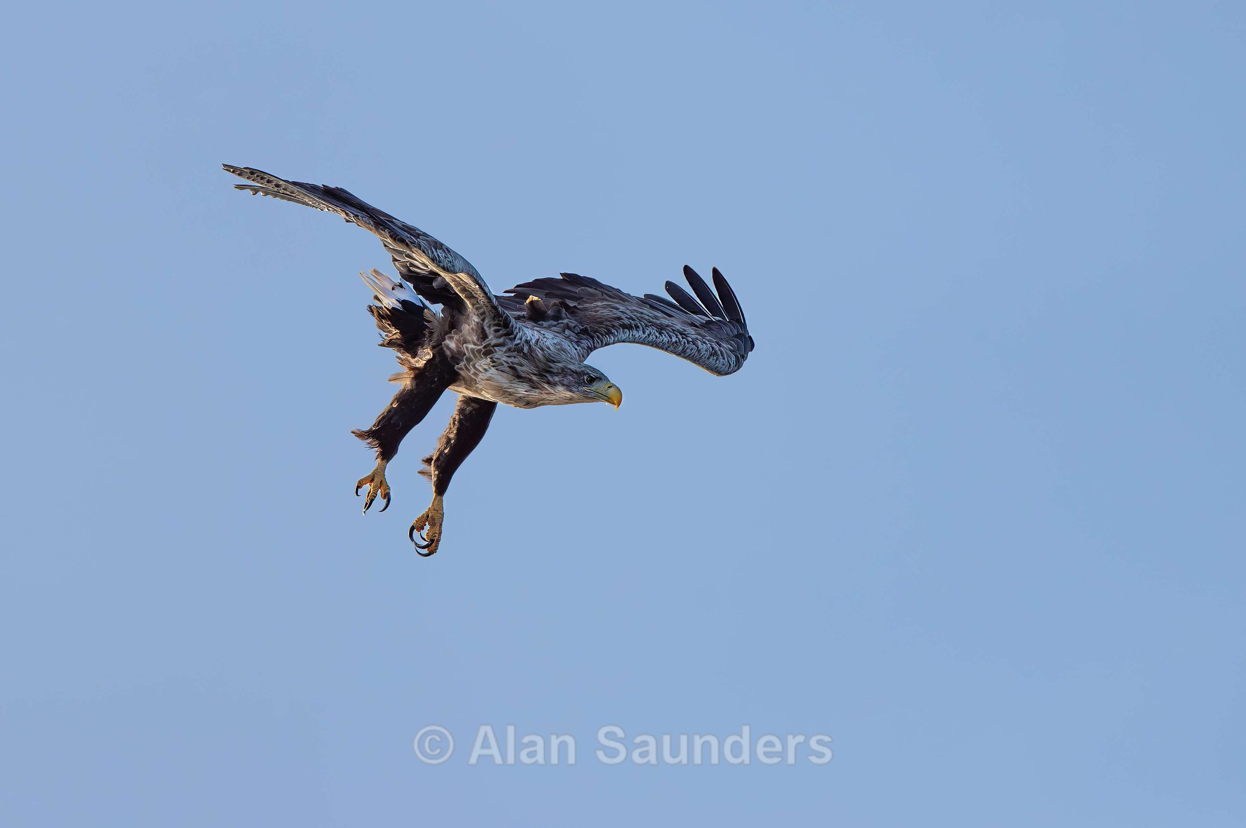 White Tailed Eagle 86