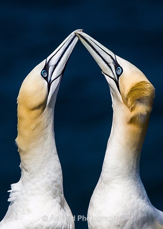 Astland Photography, Bird and Wildlife Images, Susan and Peter Wilson, U.K.