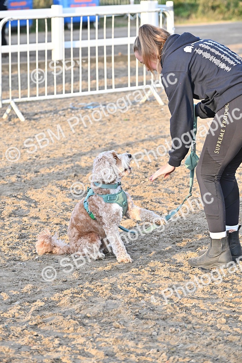 SBM_09642 - Lorry Dogs