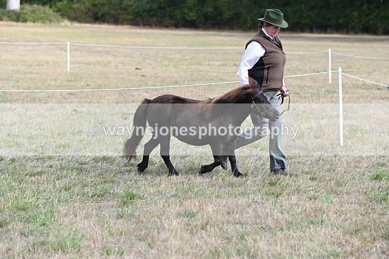 WJ6_6843 - Class 21 Shetland & Mini Horses