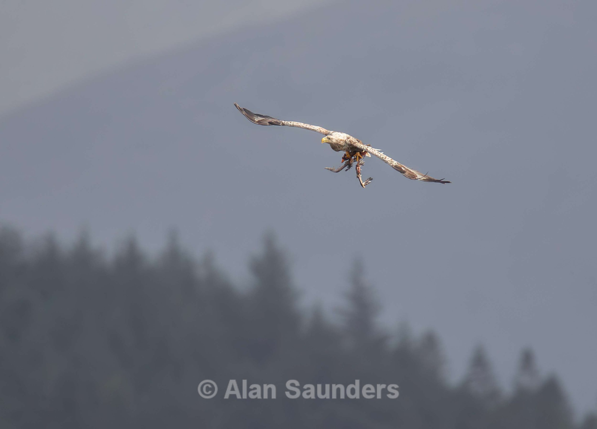 White Tailed Eagle 131