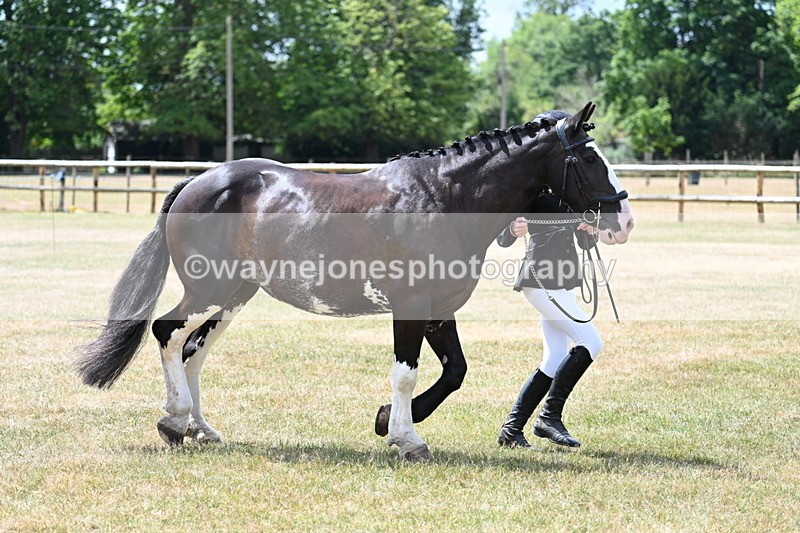 WJ7_1941 - Class 4a Prettiest Mare 14.2hh and over hand