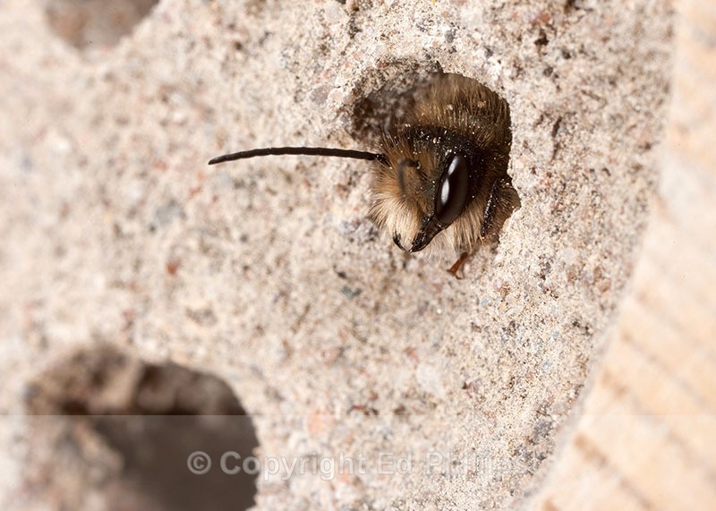 Osmia bicornis (m) - Osmia bicornis (rufa)