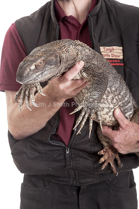 2SKJ8811 - Roaming Reptile Show. II