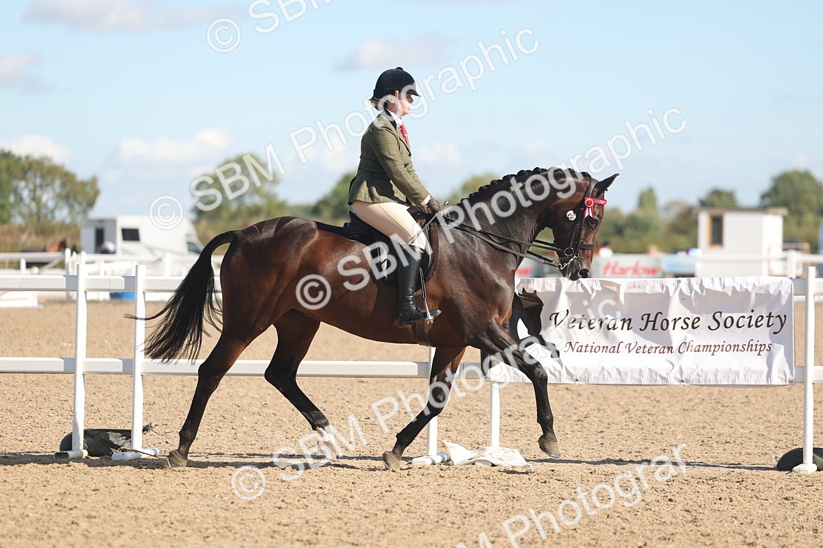 SBM_12996 - Class 305 - Ridden Foreign Breed Pure Bred