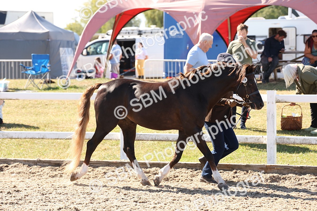 SBM_13871 - Class 205 - IH Show Pony - Show Hunter Pony
