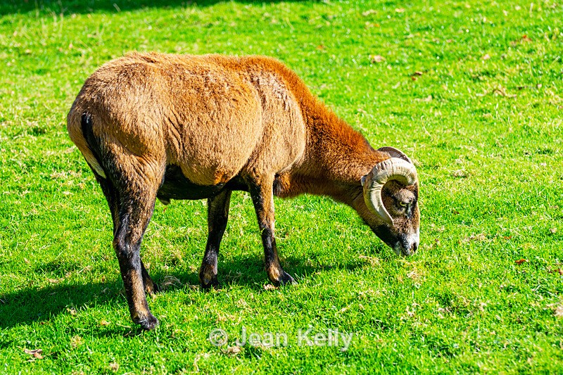 Cameroon Sheep - DSC_5351 - Pigs and Sheep