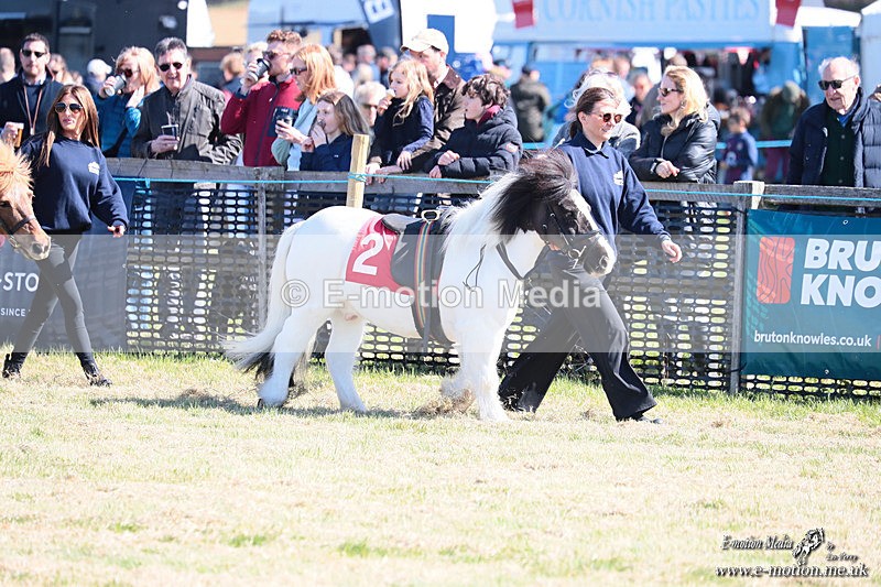 Shet 060426 4 - Shetland Pony Racing Paxford Races Easter Mon 06/04/26