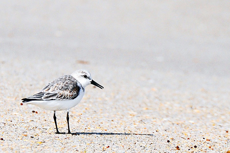 The Mighty Hunter - Birds and Animals