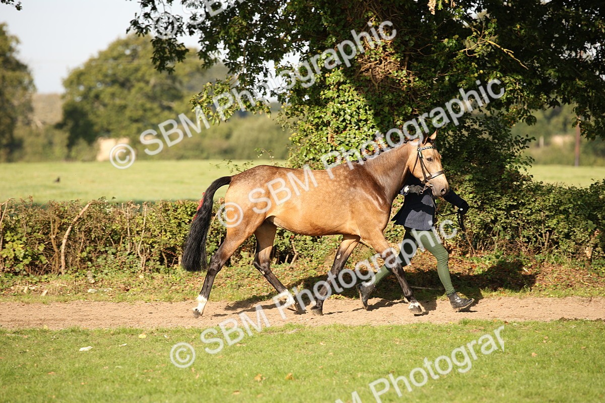 SBM_59344 - S52 - Other Coloured Horse In Hand