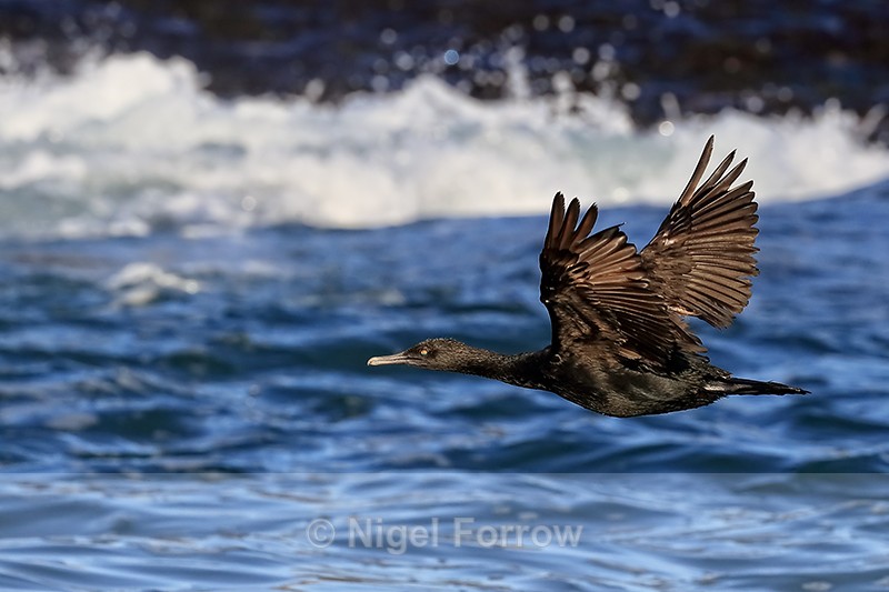 Bank Cormorant flying, Seal Island, False Bay, South Africa - Bank Cormorant
