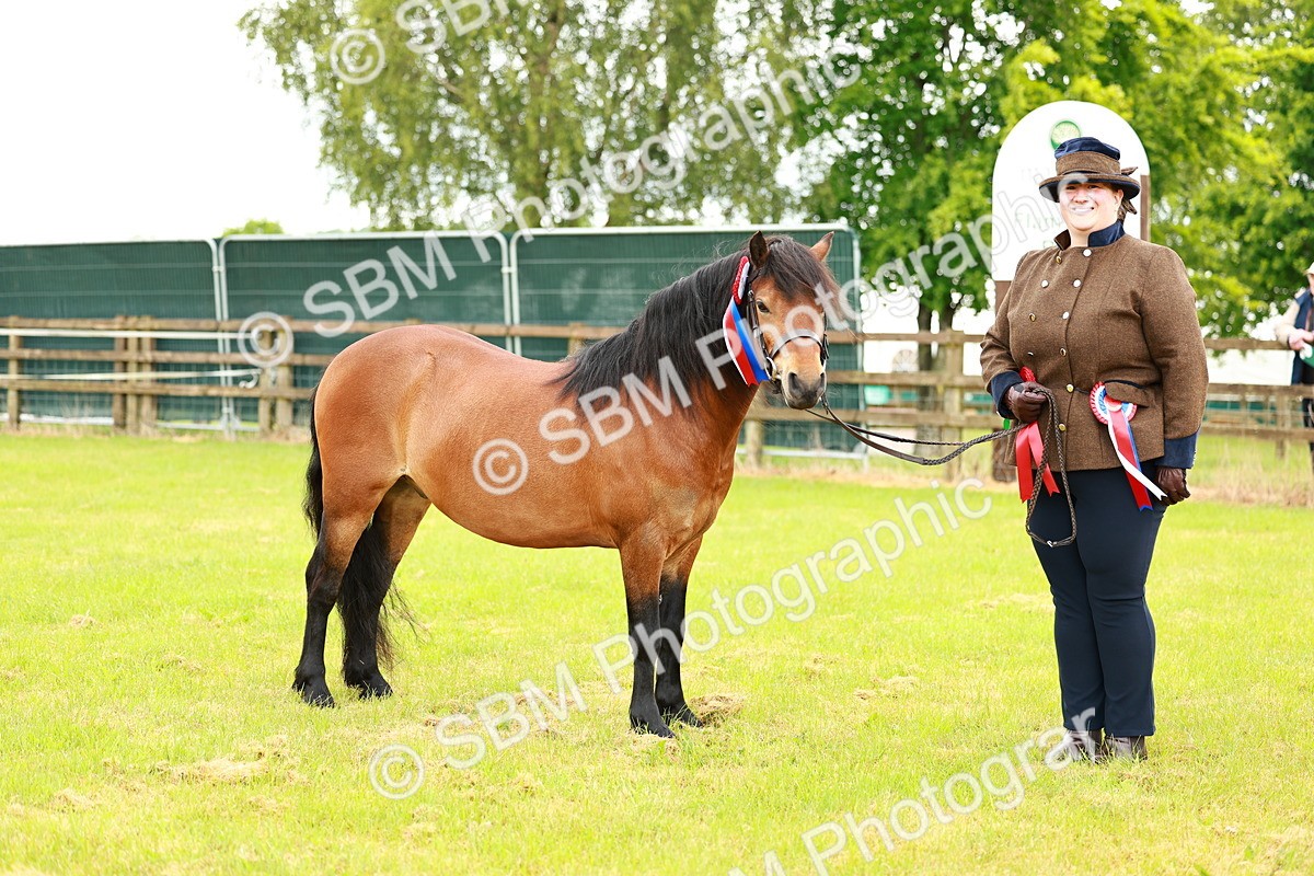 SBM_00298 - Class 58-67 - M&M Non Welsh Pony In hand