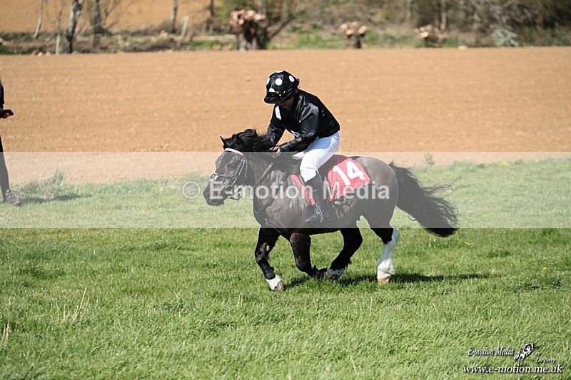 Shet 060426 323 - Shetland Pony Racing Paxford Races Easter Mon 06/04/26