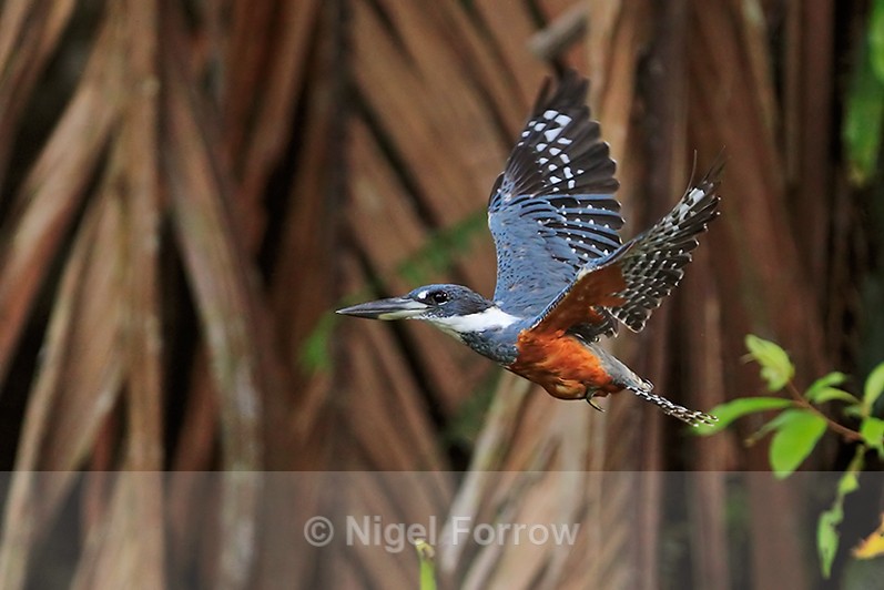 Ringed Kingfisher (female) in flight at Tortuguero - Ringed Kingfisher