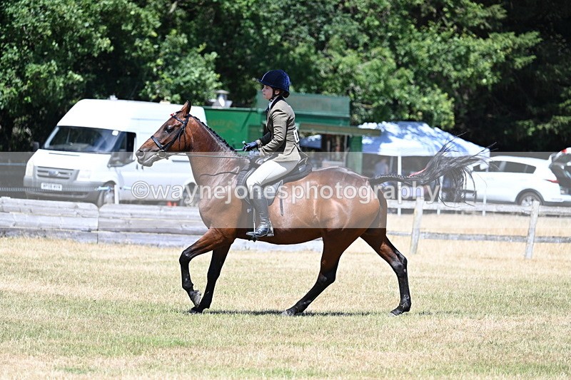 WJ7_3104 - Class 7 Riding Club Show Horse