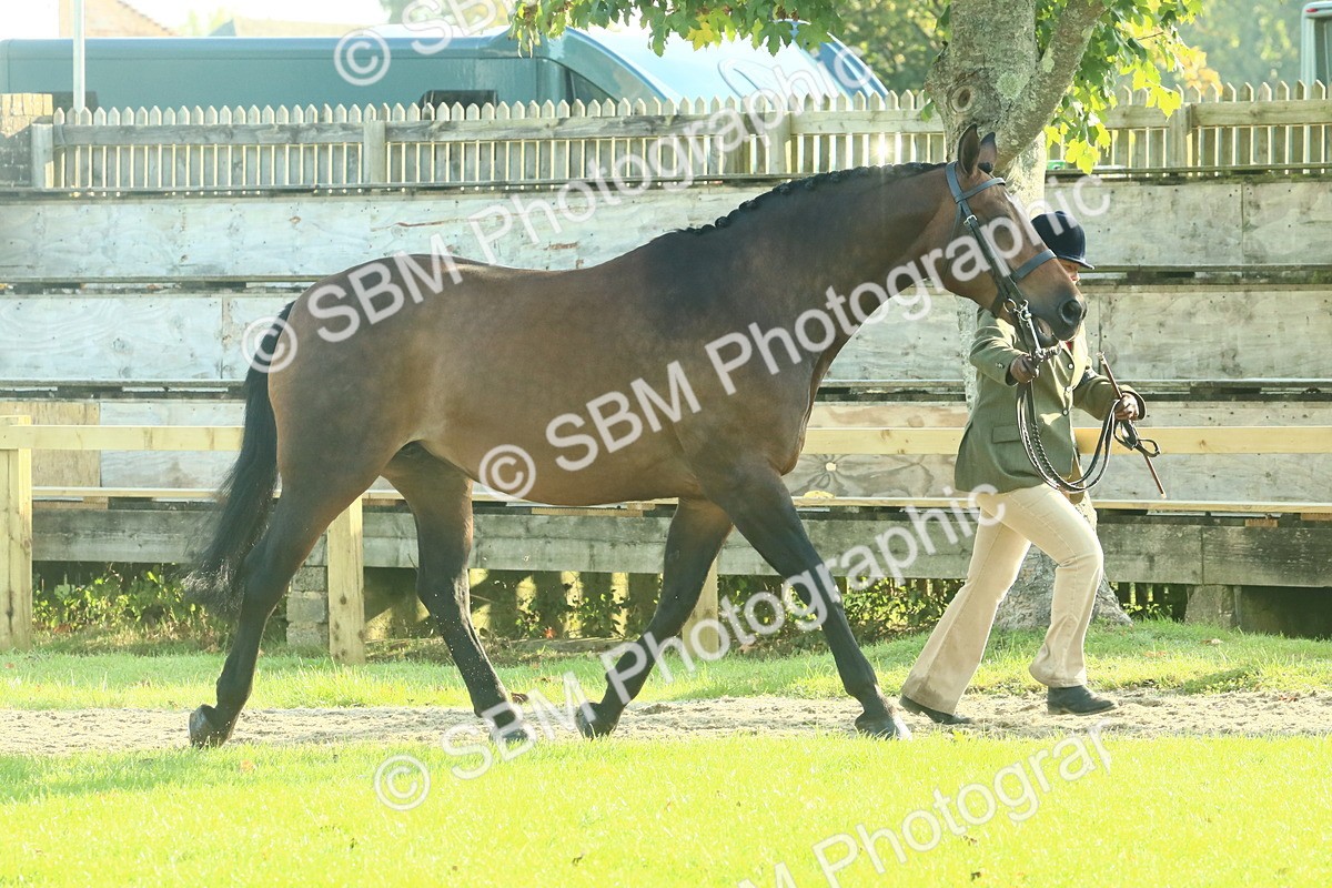 SBM_58568 - S37 - Starters In Hand Showing