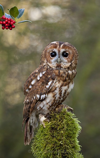 TAWNY OWL - TAWNY OWL