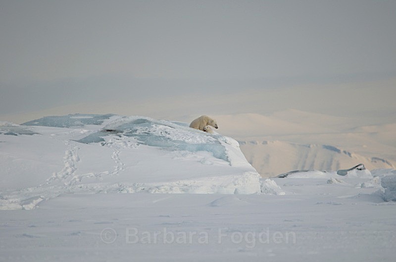 Polarbear 0059 - Wildlife