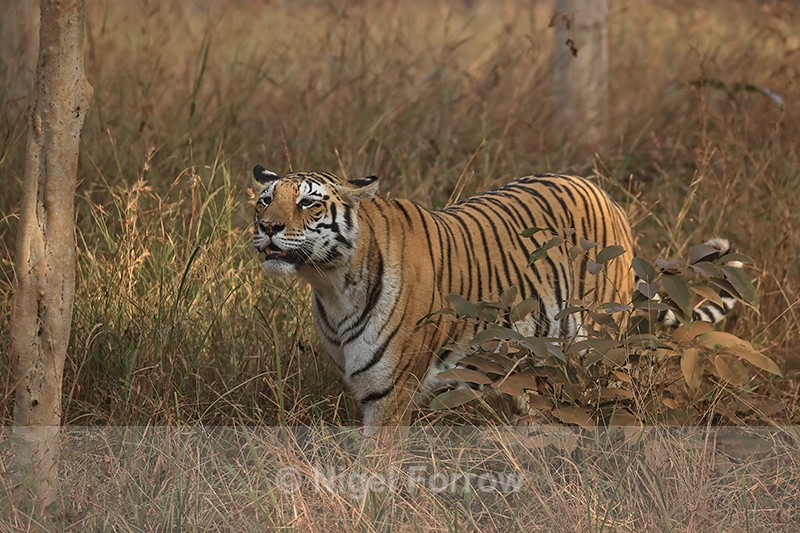 Bengal Tigress pauses and looks, Panna, Madhyra Pradesh, India - Tiger