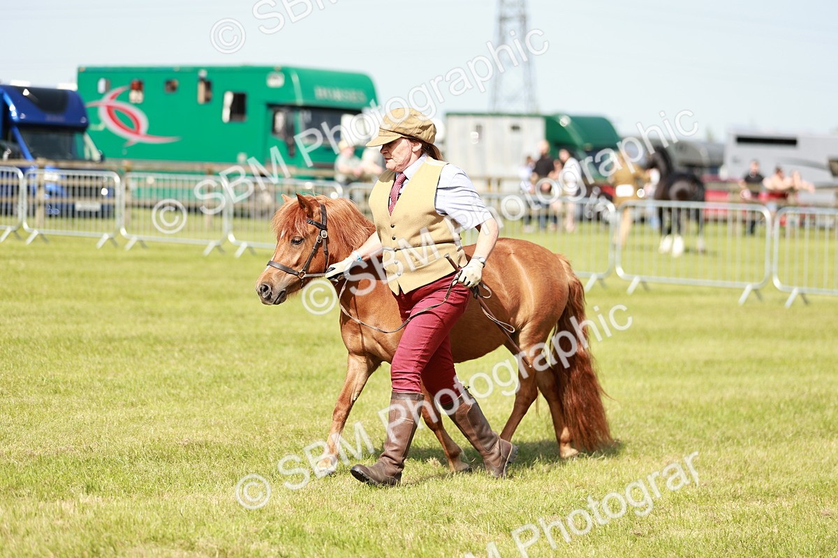 SBM_01768 - Class 14-23 - Mountain & Moorland In Hand Non Welsh