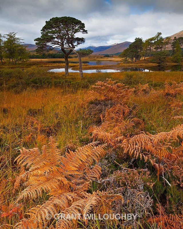 Autumn scene 6 - Scots Pines