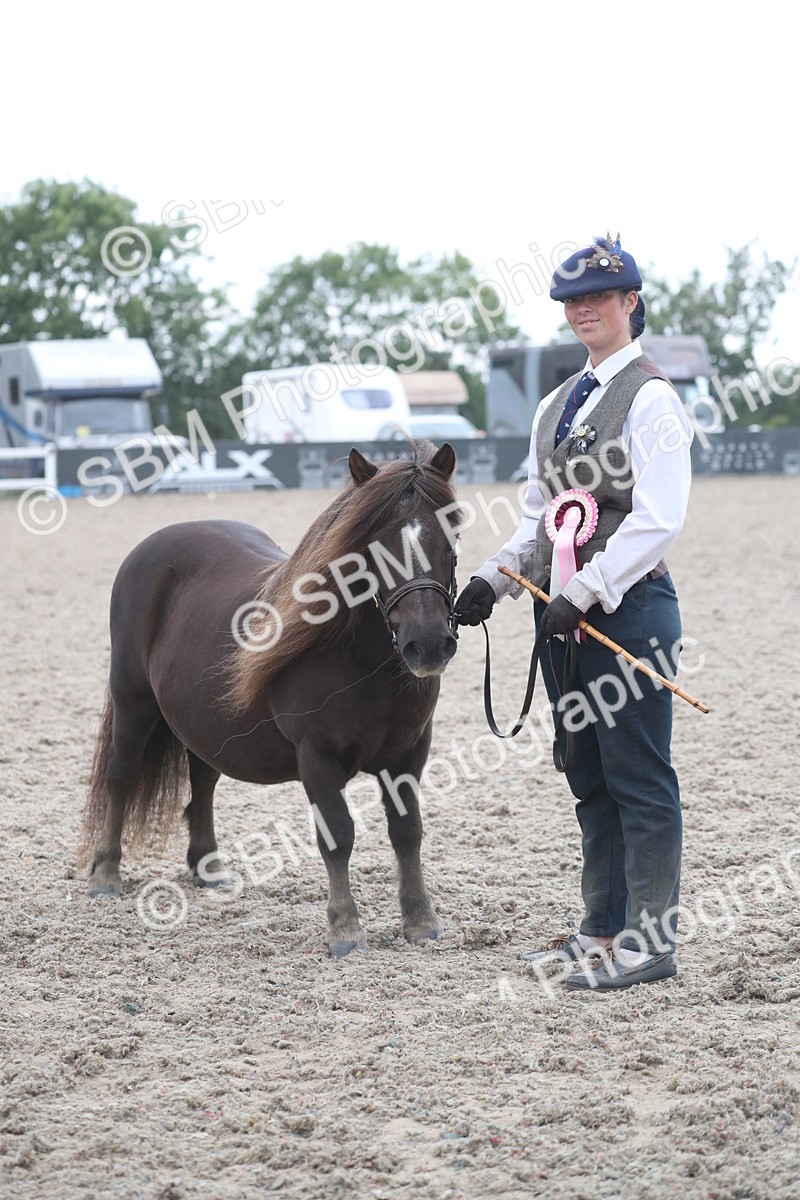 SBM_18014 - Class 317 IH Pure bred Horse/Pony