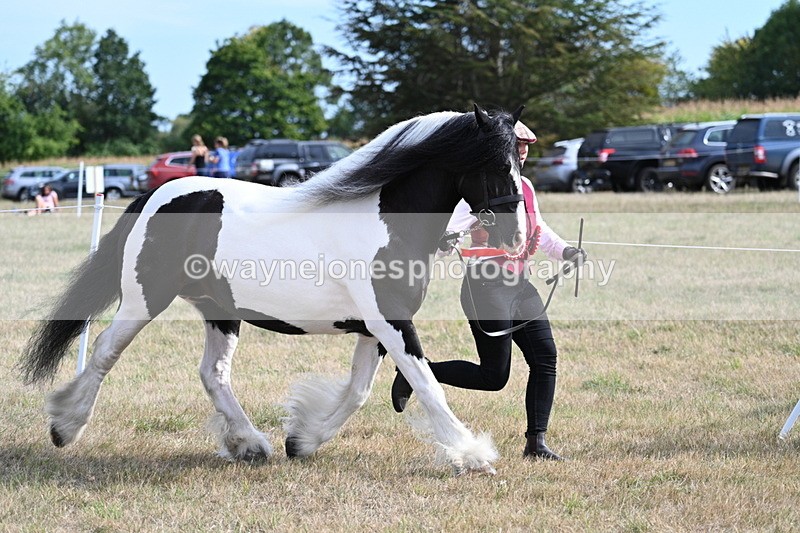 WJ7_8118 - In-hand Championship