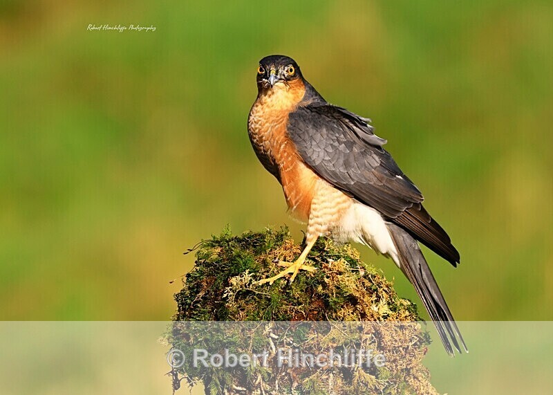 Sparrowhawk - United Kingdom