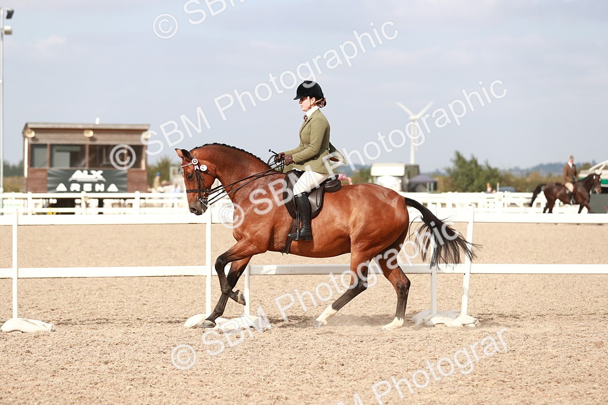 SBM_17528 - Class 215 Ridden Hack/ Riding Horse