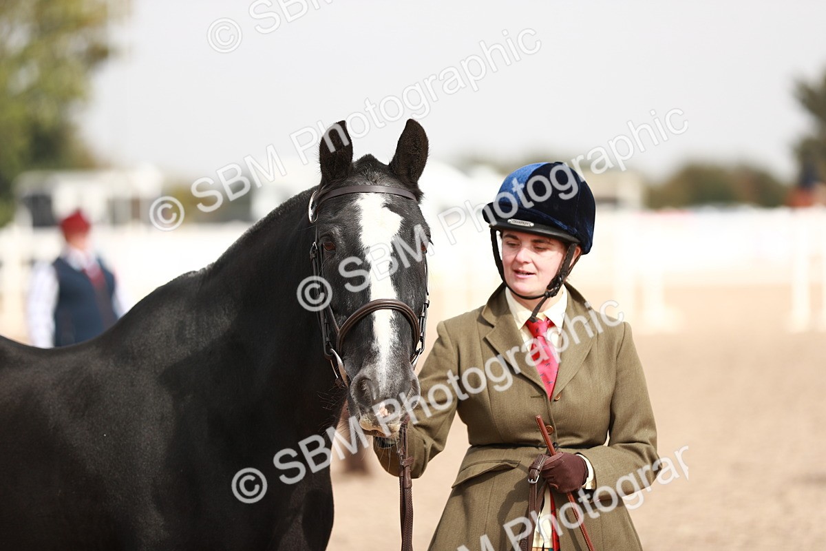 SBM_11881 - Class 206 IH Non Show Type Pony