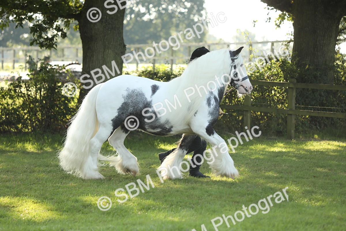 SBM_60895 - S43 - Coloured Pony In Hand
