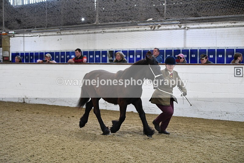 WJ5_3524 - Class 1 Youngstock