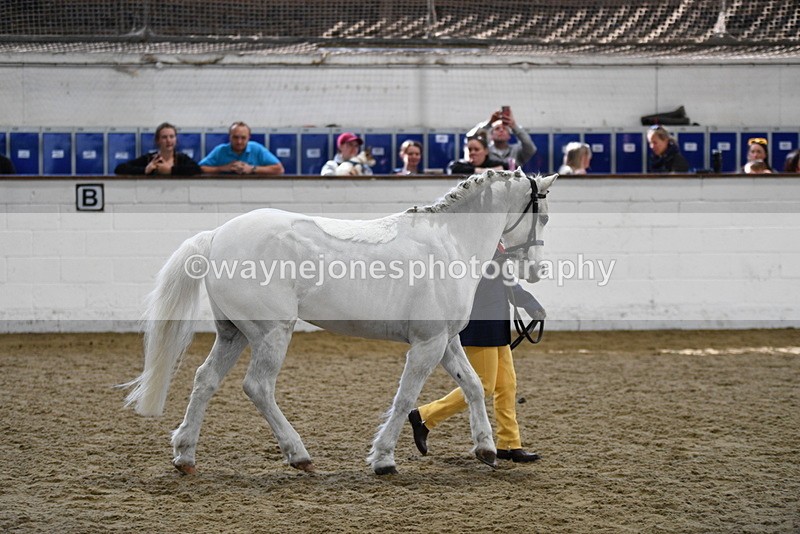 WJ5_4669 - Class 3 Part Bred In hand